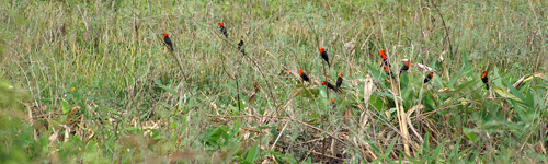 Troupiales à tête rouge